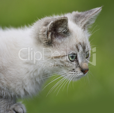 Young Cat Portrait