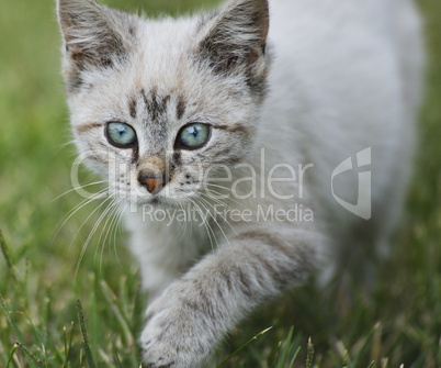 Young Cat Walking On Grass