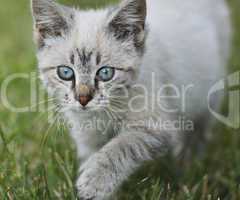 Young Cat Walking On Grass