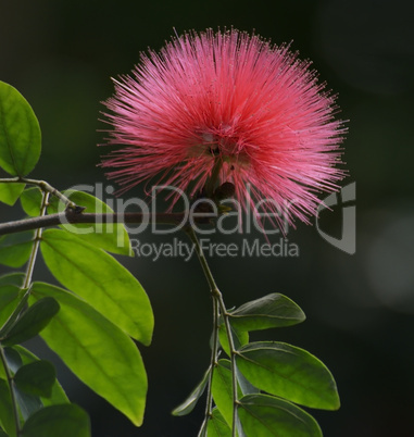 Silk Tree Flower