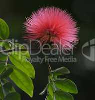 Silk Tree Flower