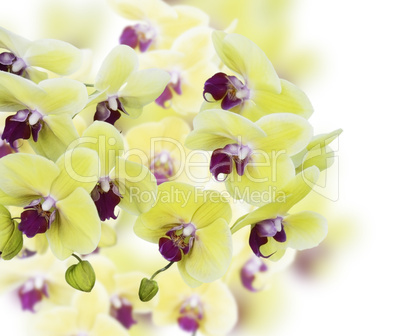 Yellow And Purple Orchid Flowers