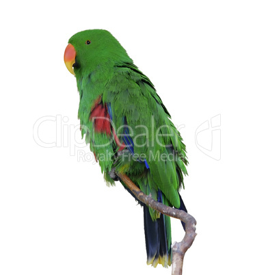 Green Eclectus Parrot