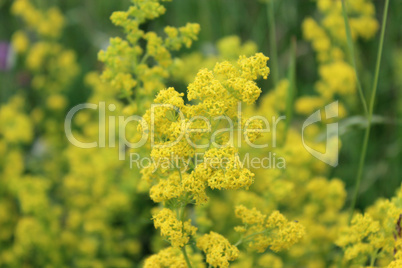 yellow flowers of galium verum