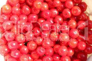 red berry of prunus tomentosa