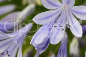 agapanthus