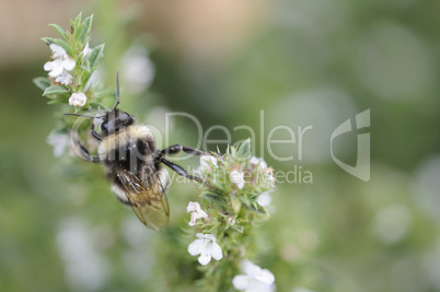 hummel auf bohnenkraut