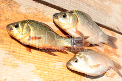 caught red and white crucians on the wood