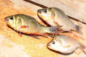 caught red and white crucians on the wood