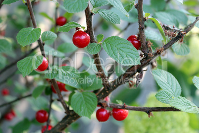 red berry of ripe cherry hanging on the branch