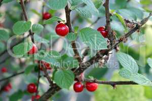 red berry of ripe cherry hanging on the branch