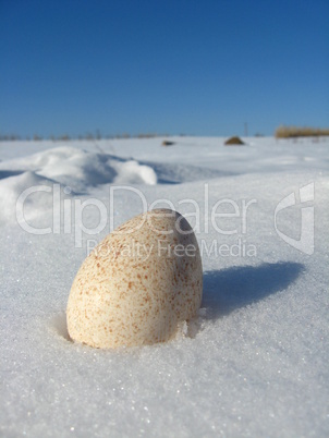 egg of turkey lying on the snow