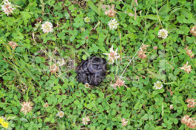 heap of horse in the flowers of clover