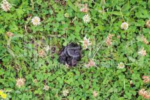 heap of horse in the flowers of clover