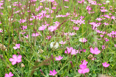 beautiful pink flowers