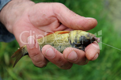 caught big crucian in hand