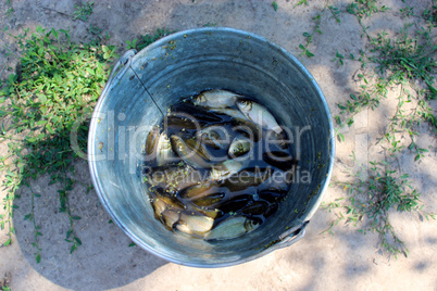 bucket with caught crucians