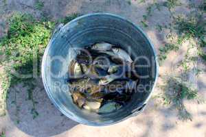 bucket with caught crucians