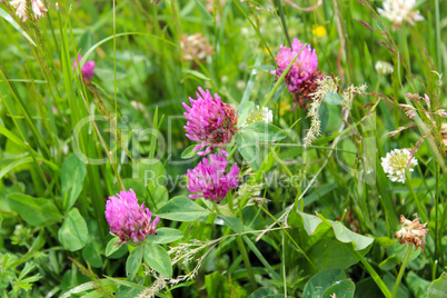 pink flowers of clover
