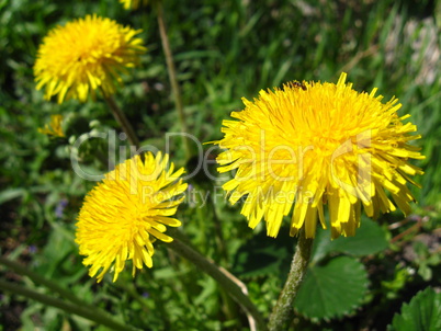 three yellow flowers of dandelion