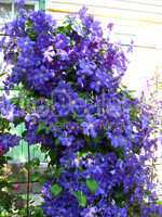 beautiful blue flowers of clematis
