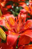 big red beautiful lily