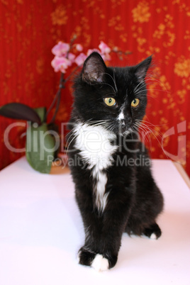 black cat in the room with red wallpaper