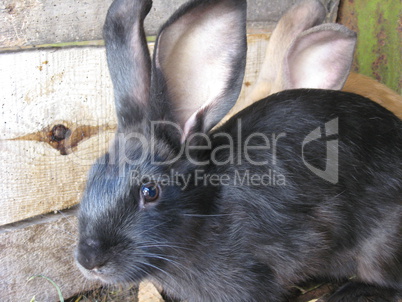 black and brown big nice rabbits