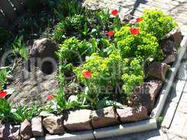 red tulips on the flower-bed