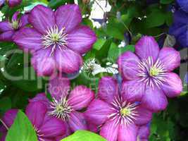 beautiful lilac flowers of clematis