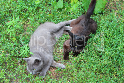 two cats playing in the green grass