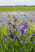 beautiful flowers of iris besides river