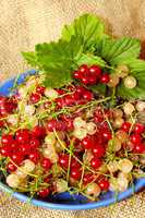 clusters of berries of red and white currant on the plate
