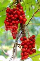 branch of red ripe schizandra