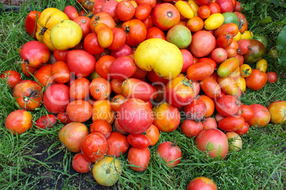 harvest of red and yellow tomato