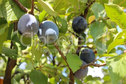 fruits of plum on the tree