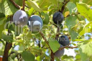 fruits of plum on the tree