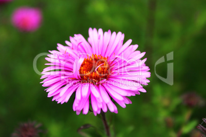 beautiful and bright red aster