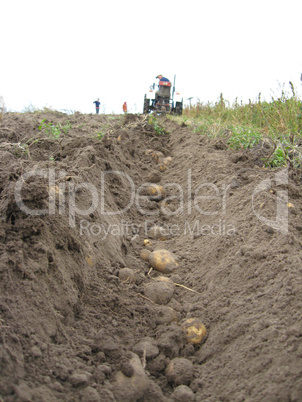 process of harvesting of a potato