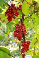 branch of red ripe schizandra
