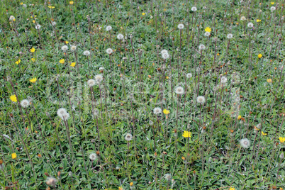 ripe dandelions on the green grass