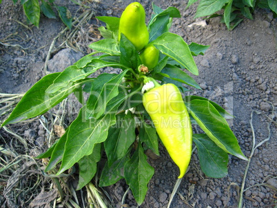 bush with ripe bolgarian pepper