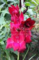 beautiful flower of gladiolus