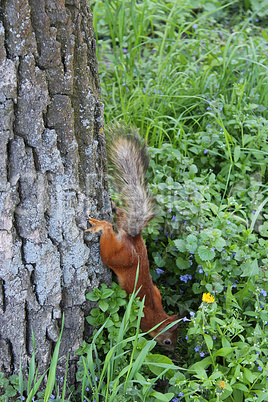 squirrel in the green bushes in the park