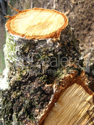 cut trunk of birch