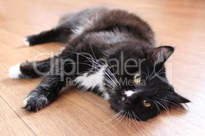 black cat lying on the floor