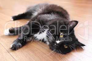 black cat lying on the floor