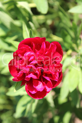 peony red and beautiful