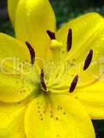 lily with stamens full of pollen