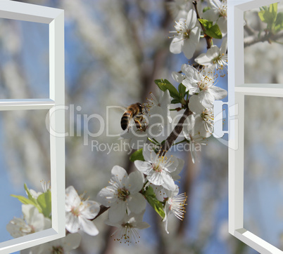 opened window to the garden with blossoming cherry-tree